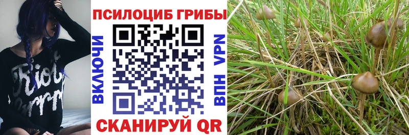 Галлюциногенные грибы Psilocybe  цена наркотик  Мурманск 